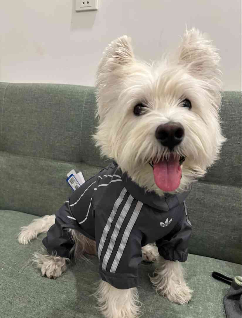 宠物时尚趋势解析：从潮流符号到功能化高端化转变(图41)