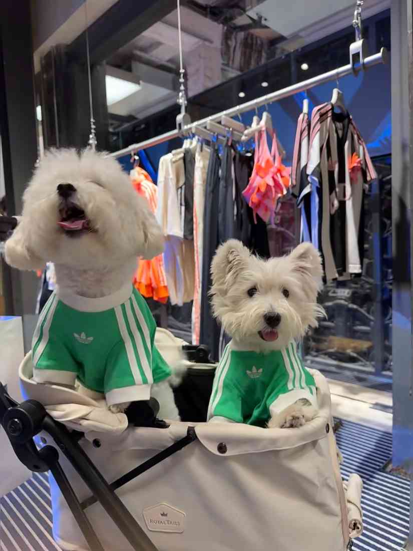 宠物时尚趋势解析：从潮流符号到功能化高端化转变(图7)