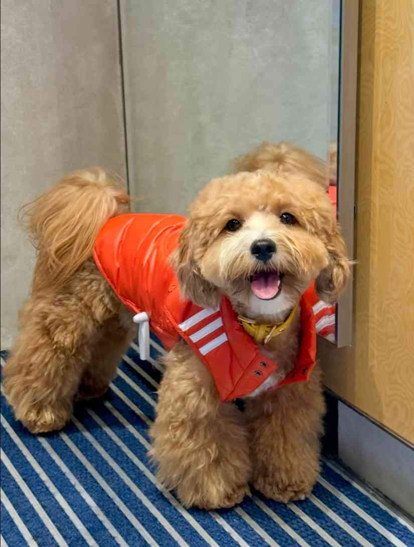 宠物时尚趋势解析：从潮流符号到功能化高端化转变(图46)