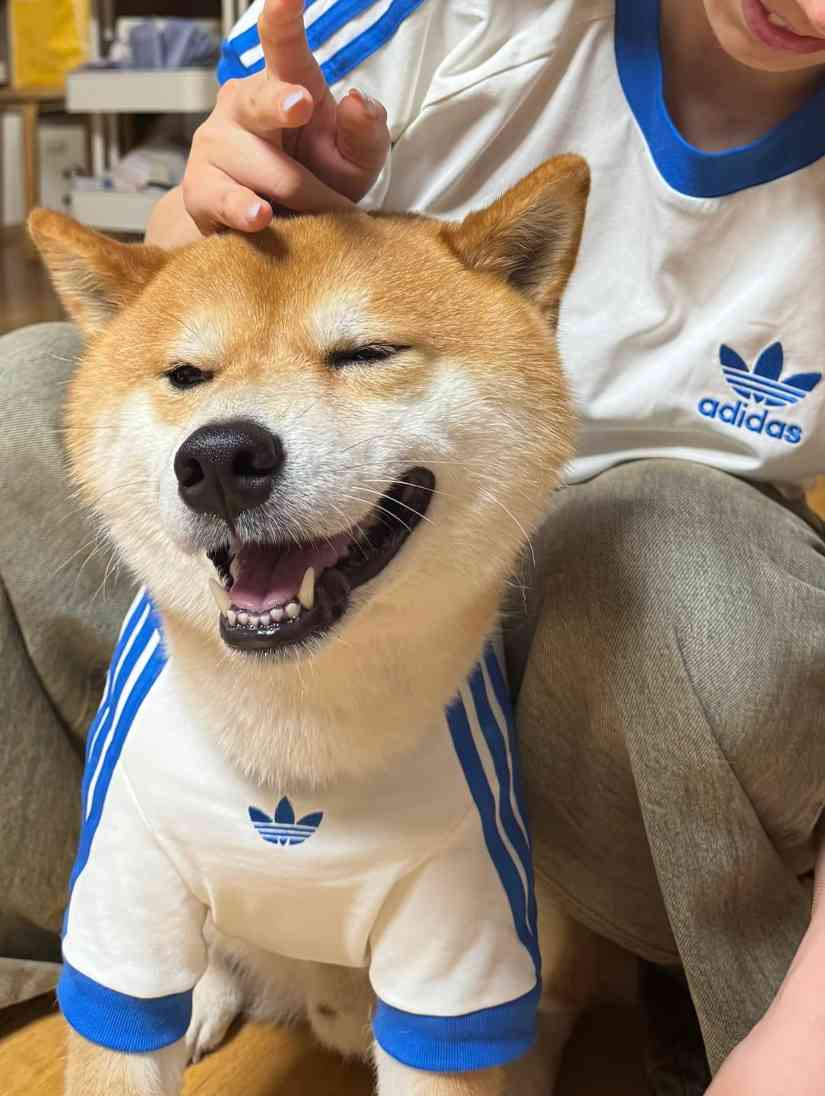 宠物时尚趋势解析：从潮流符号到功能化高端化转变(图10)