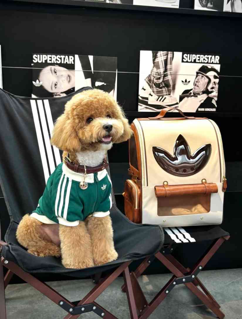 宠物时尚趋势解析：从潮流符号到功能化高端化转变(图43)