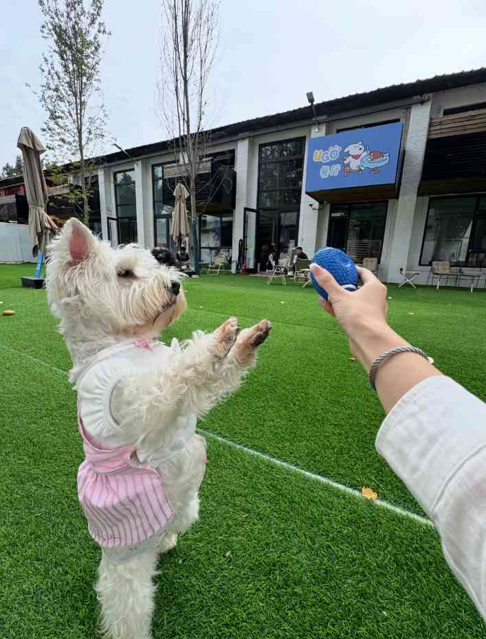 宠物时尚趋势解析：从潮流符号到功能化高端化转变(图26)