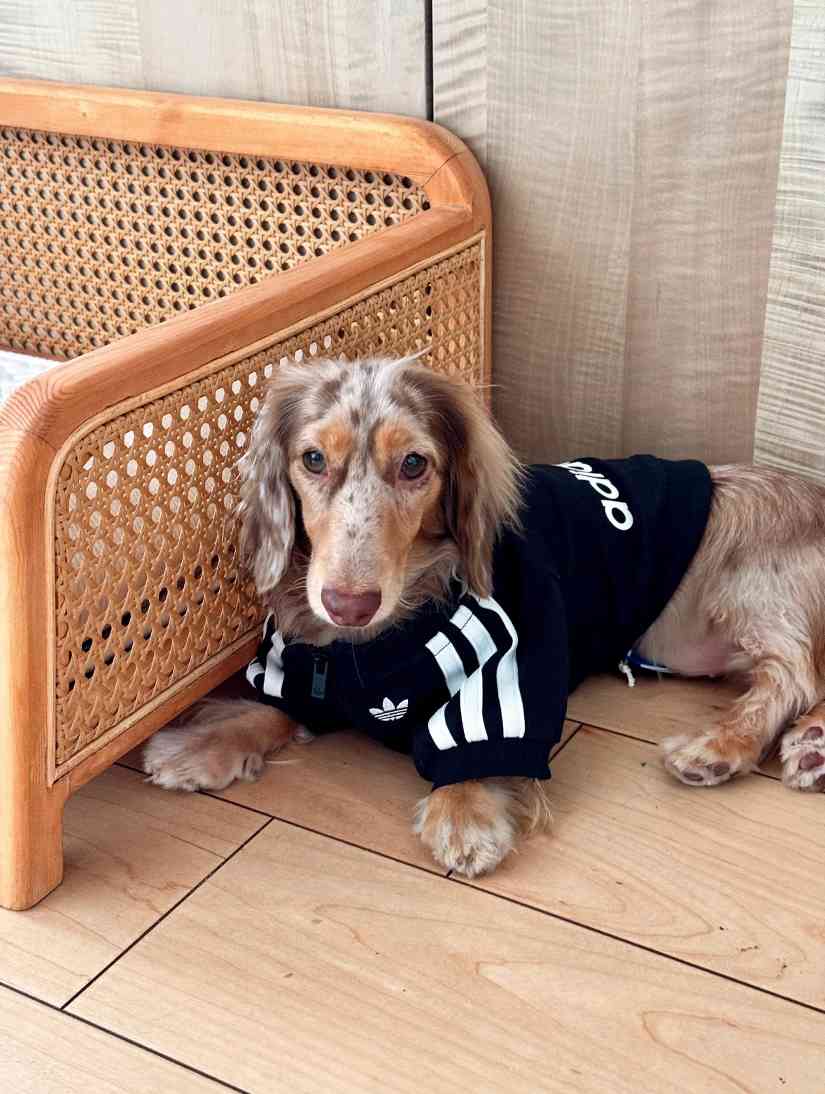 宠物时尚趋势解析：从潮流符号到功能化高端化转变(图30)