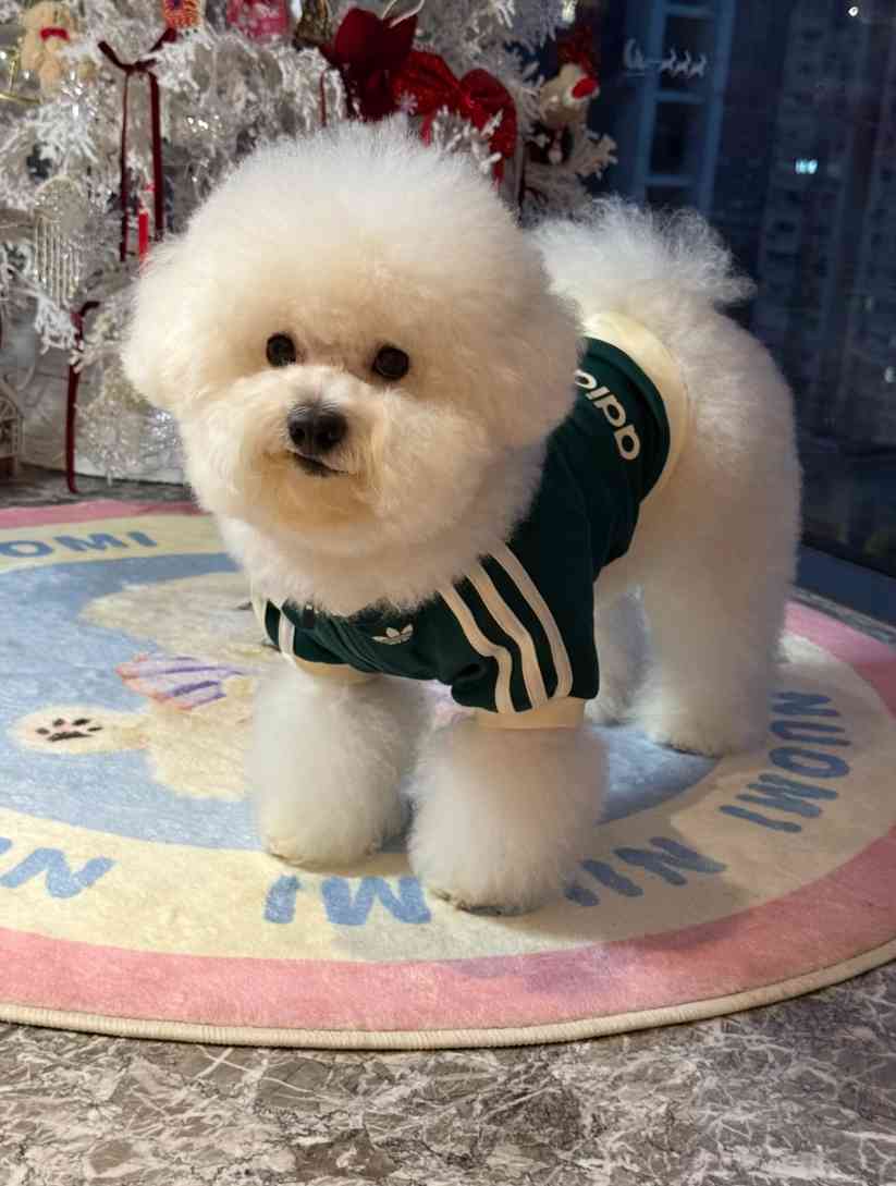 宠物时尚趋势解析：从潮流符号到功能化高端化转变(图36)