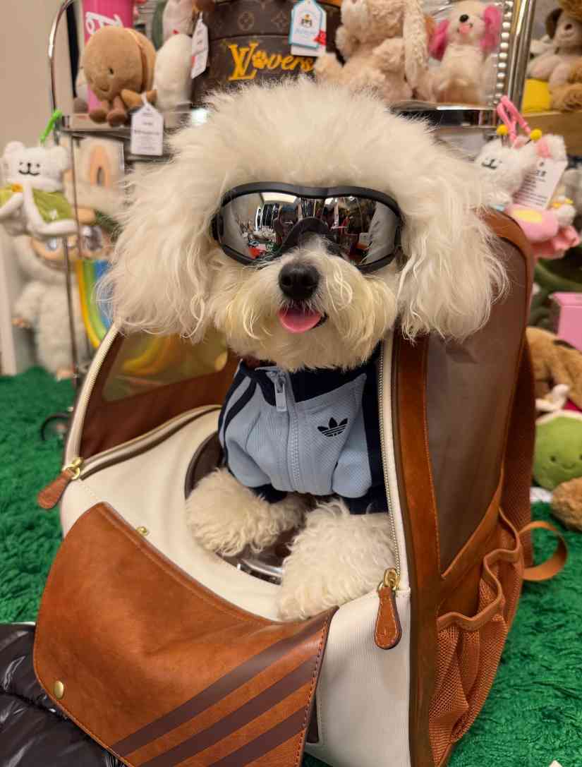 宠物时尚趋势解析：从潮流符号到功能化高端化转变(图18)