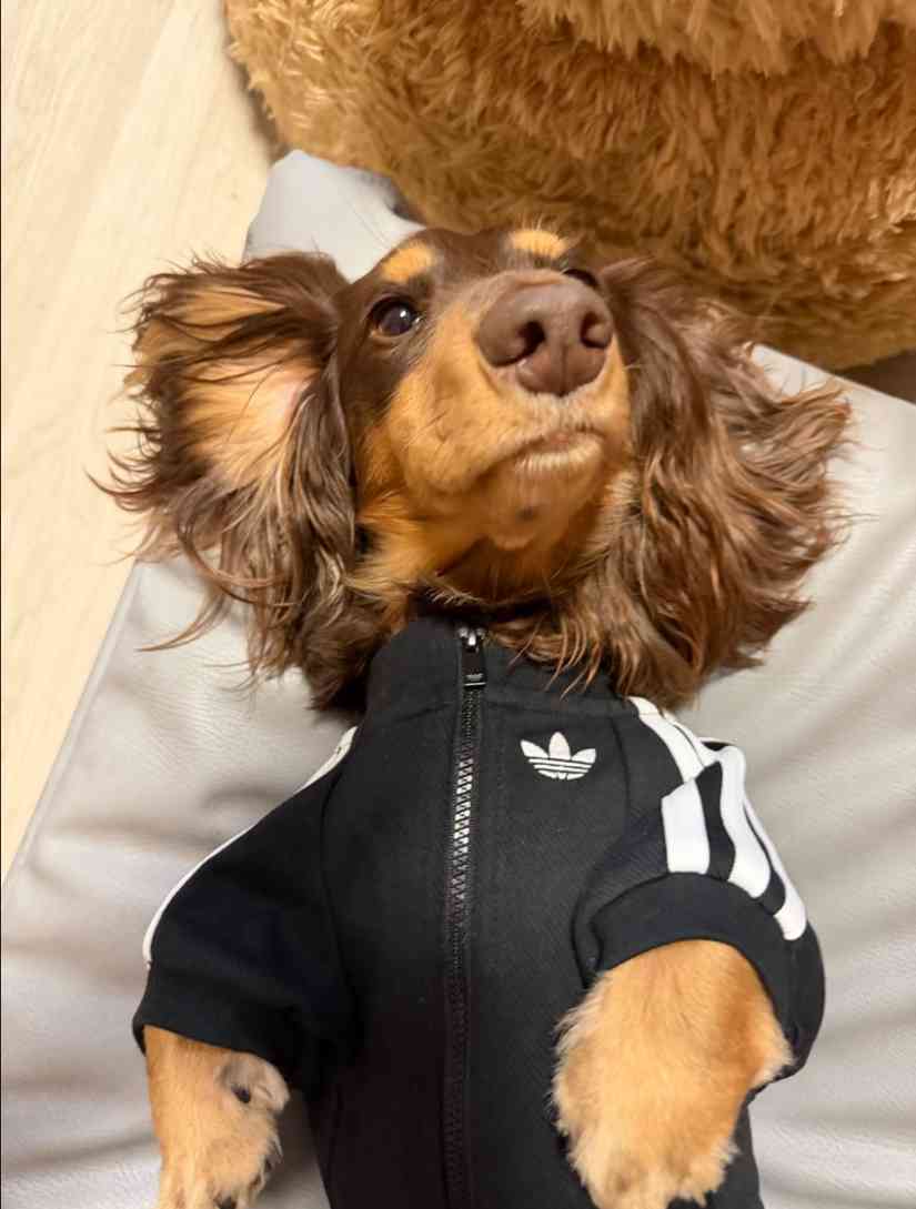 宠物时尚趋势解析：从潮流符号到功能化高端化转变(图38)