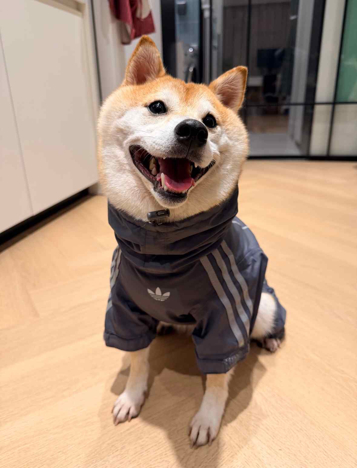 宠物时尚趋势解析：从潮流符号到功能化高端化转变(图32)