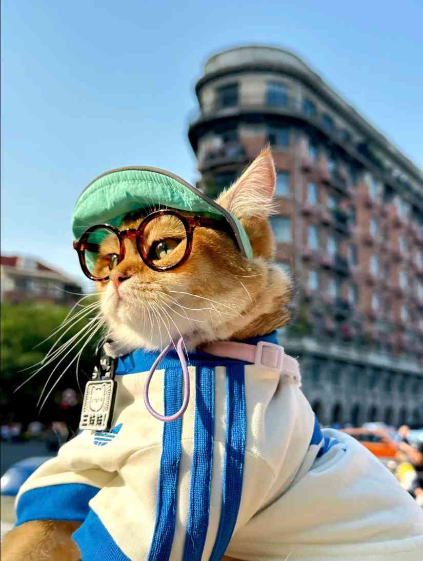 宠物时尚趋势解析：从潮流符号到功能化高端化转变(图44)