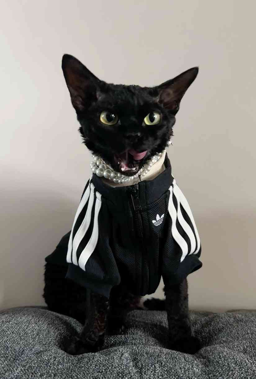 宠物时尚趋势解析：从潮流符号到功能化高端化转变(图29)