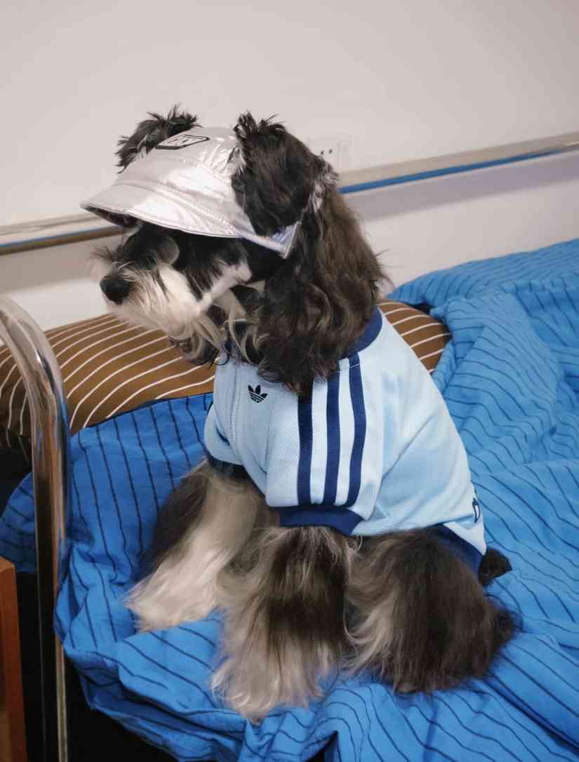 宠物时尚趋势解析：从潮流符号到功能化高端化转变(图47)