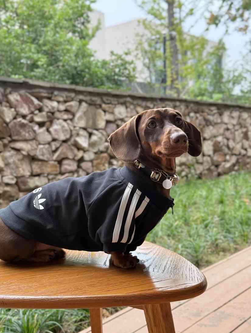 宠物时尚趋势解析：从潮流符号到功能化高端化转变(图35)