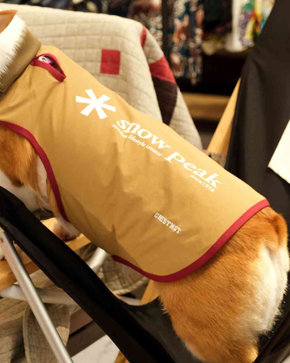 宠物时尚趋势解析：从潮流符号到功能化高端化转变(图24)