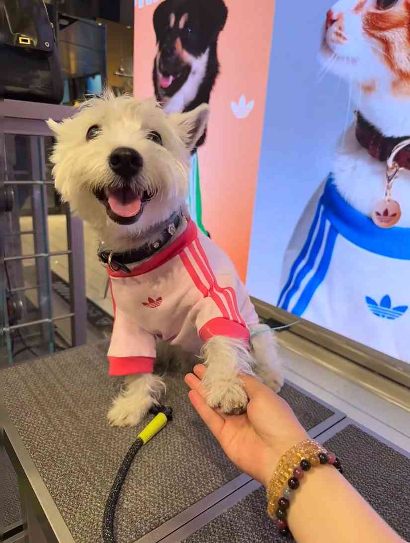 宠物时尚趋势解析：从潮流符号到功能化高端化转变(图6)