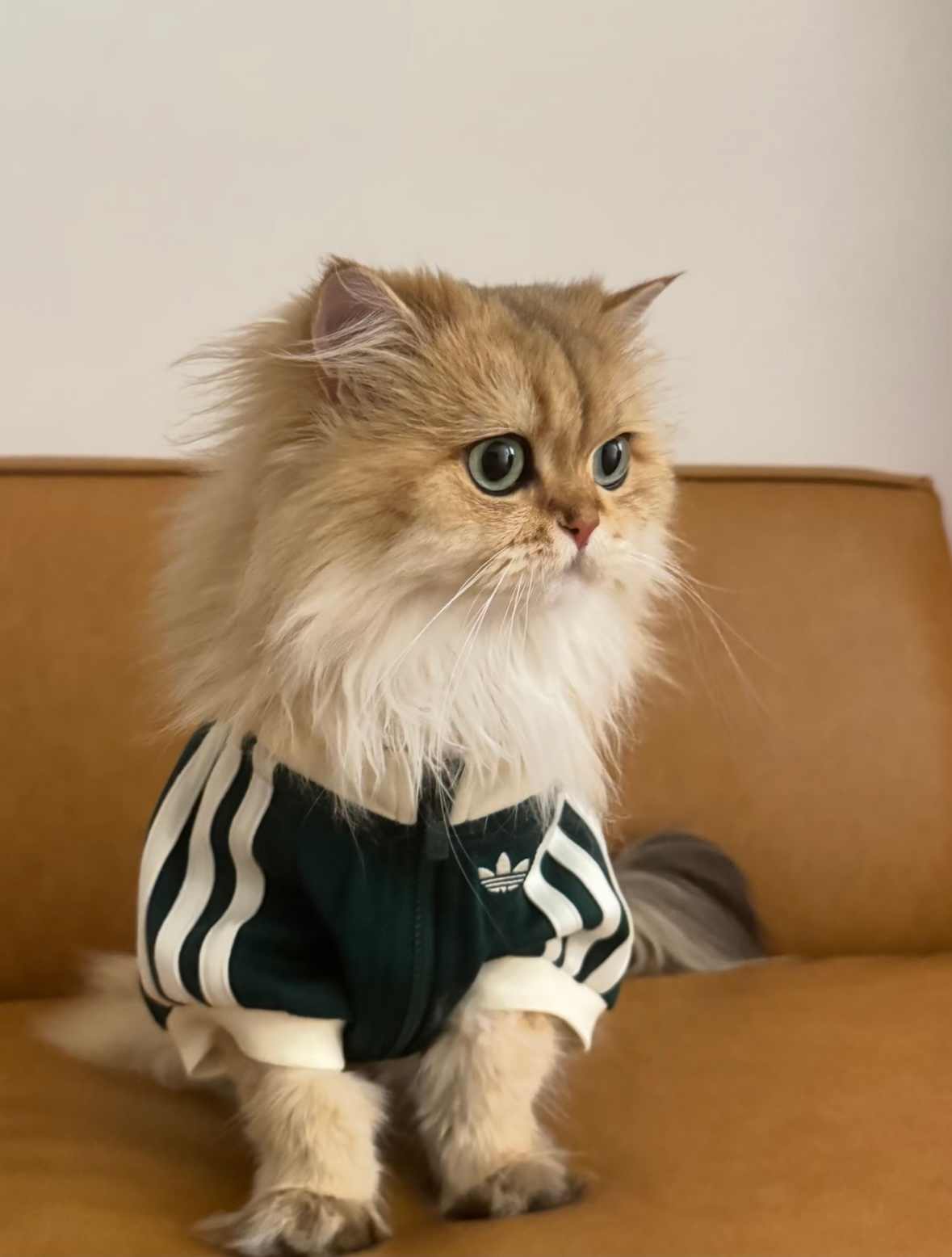 宠物时尚趋势解析：从潮流符号到功能化高端化转变(图40)