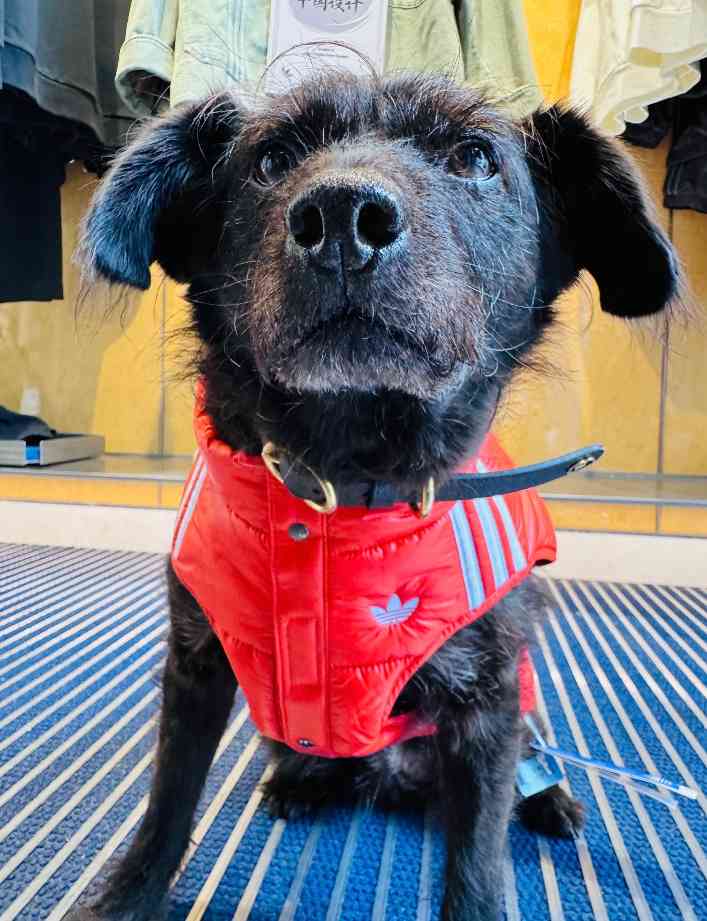 宠物时尚趋势解析：从潮流符号到功能化高端化转变(图37)