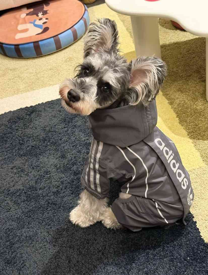 宠物时尚趋势解析：从潮流符号到功能化高端化转变(图34)