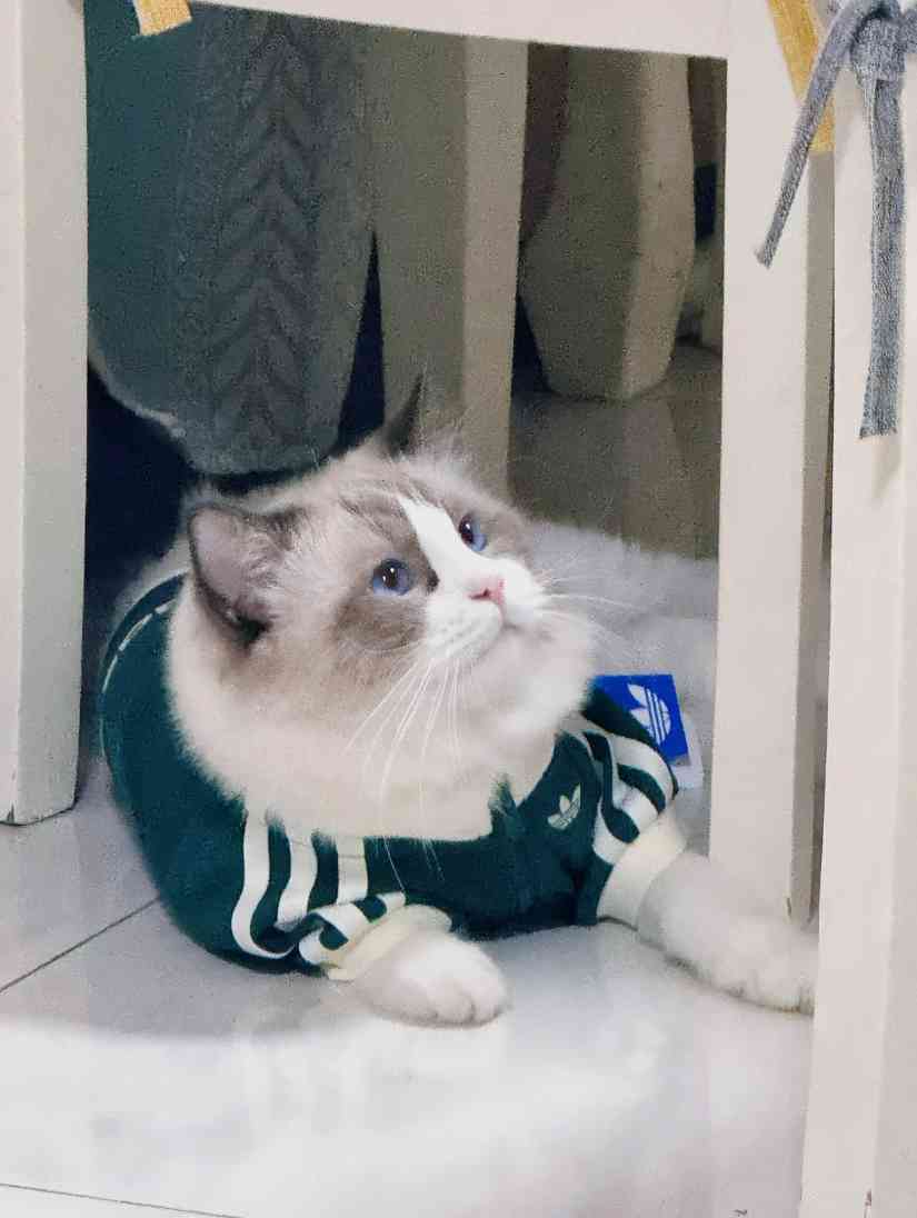 宠物时尚趋势解析：从潮流符号到功能化高端化转变(图33)