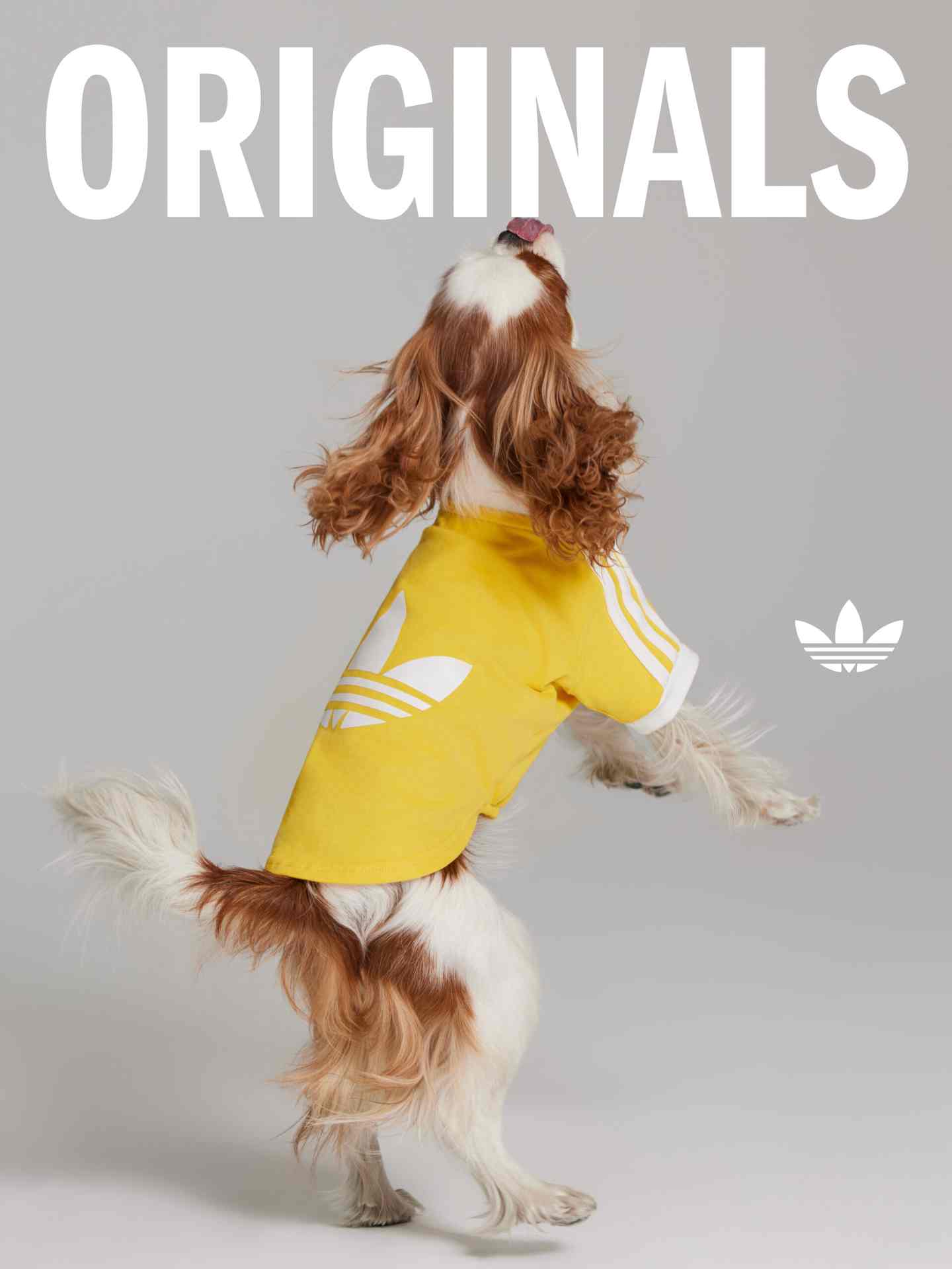 宠物时尚趋势解析：从潮流符号到功能化高端化转变 - 臻雅致裁服装网