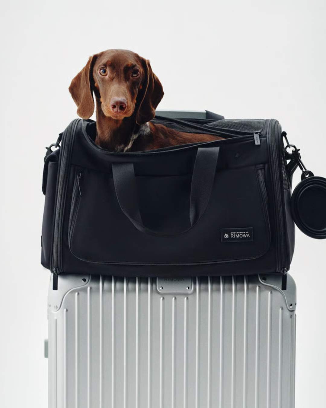 宠物时尚趋势解析：从潮流符号到功能化高端化转变(图21)