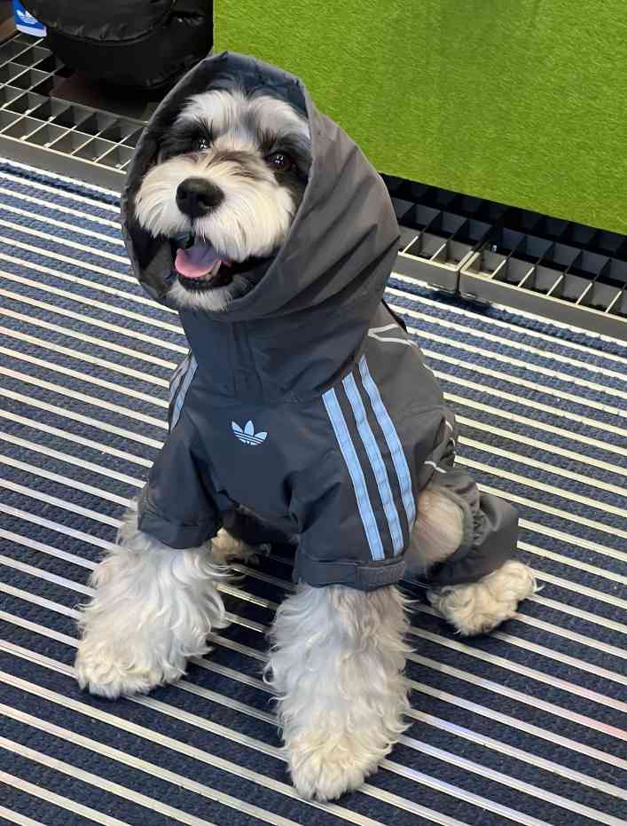 宠物时尚趋势解析：从潮流符号到功能化高端化转变(图39)