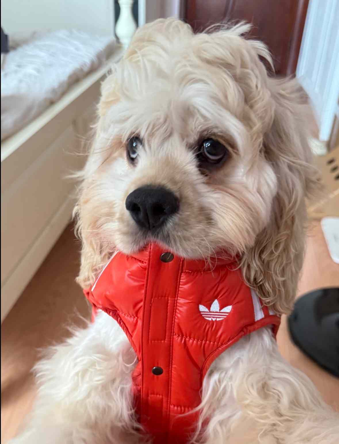 宠物时尚趋势解析：从潮流符号到功能化高端化转变(图49)