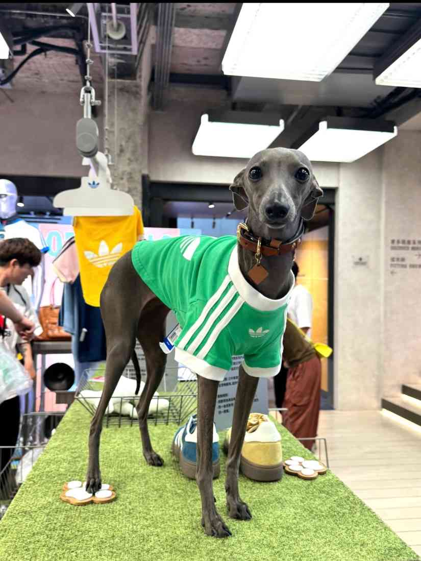 宠物时尚趋势解析：从潮流符号到功能化高端化转变(图5)