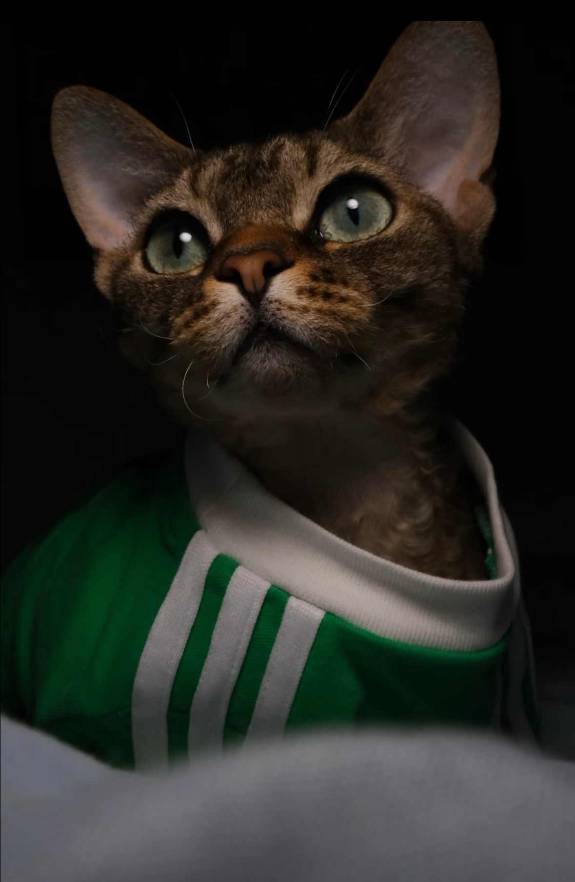 宠物时尚趋势解析：从潮流符号到功能化高端化转变(图48)