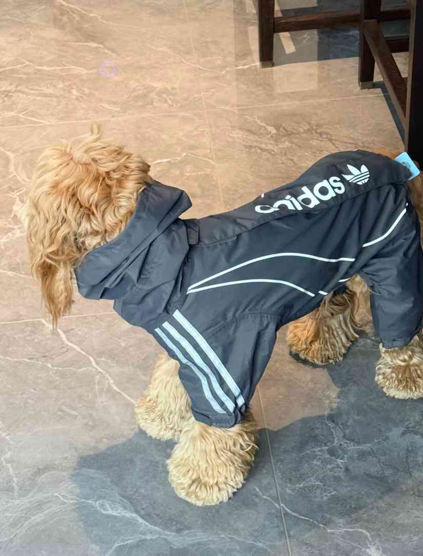 宠物时尚趋势解析：从潮流符号到功能化高端化转变(图17)