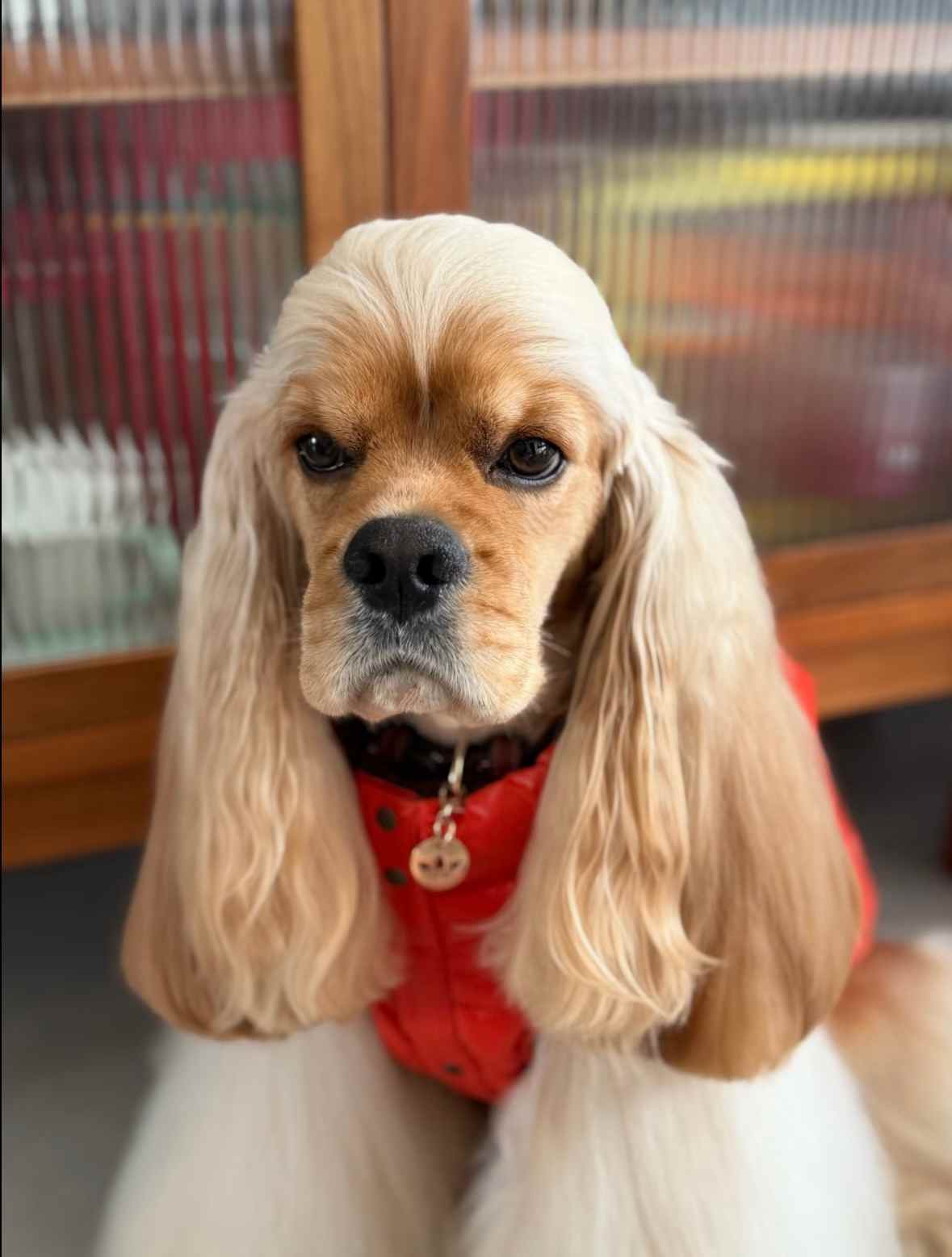 宠物时尚趋势解析：从潮流符号到功能化高端化转变(图42)