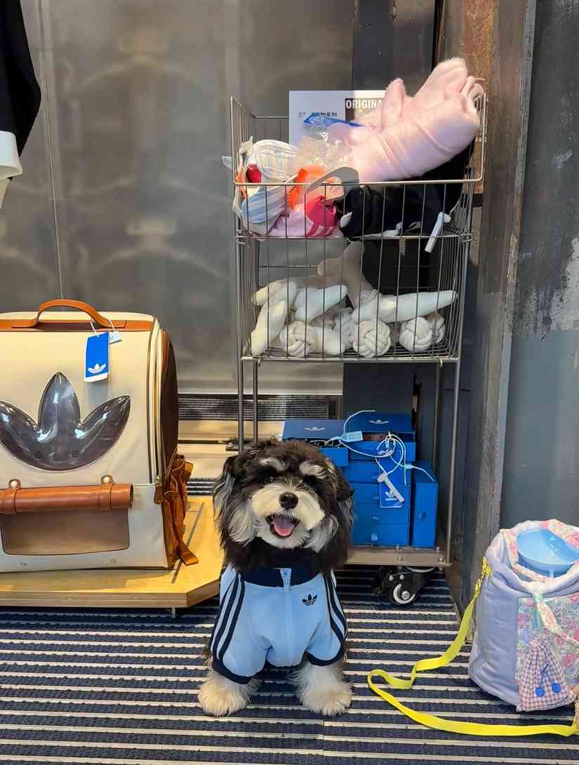 宠物时尚趋势解析：从潮流符号到功能化高端化转变(图31)