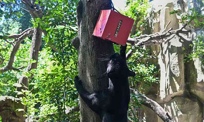 潮流品牌携手动物园认养美洲豹，推出联名系列传递自然守护理念 - 臻雅致裁服装网